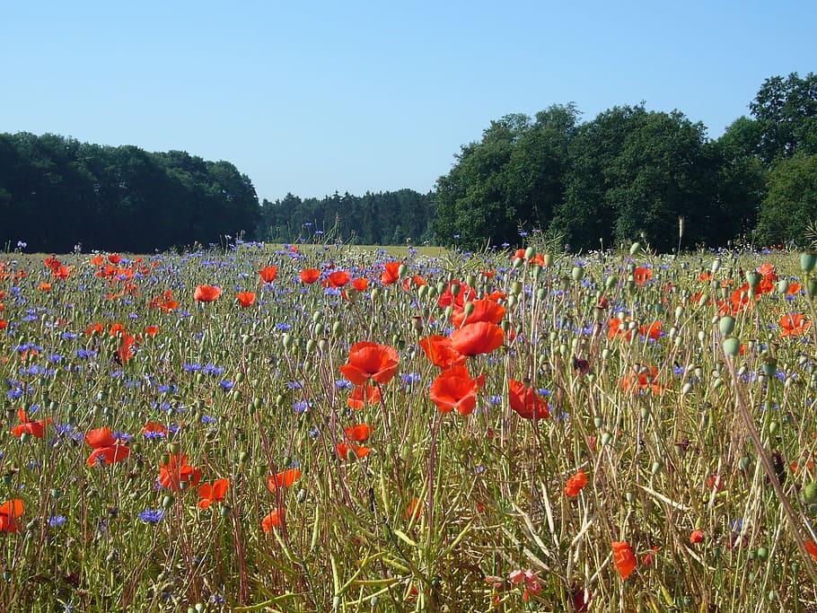 red, field, Landscape, Flowers, Poppy, Cornflowers, klatschmohn, summer, growth, plant