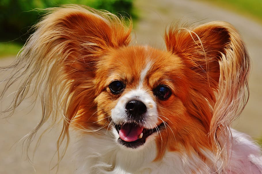 大人大人 黄褐色 白 パピヨン 犬 チワワ かわいい 小型犬 ペット 毛深い Pxfuel
