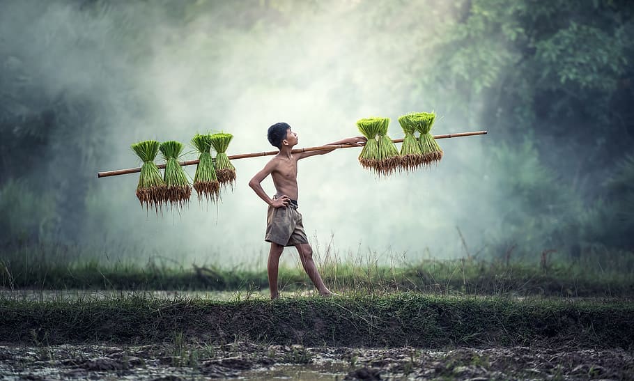 man, holding, brown, stick, agriculture, asia, cambodia, the country, cultivate, cultivating