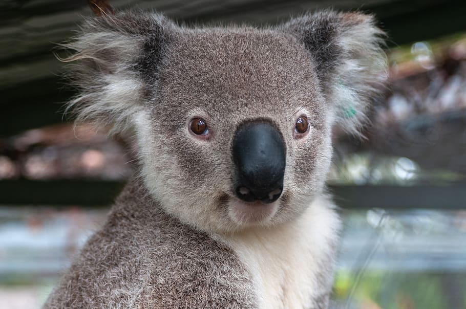 australia, animals, koala, nature, animal, australian, cute, tree, fur, greys