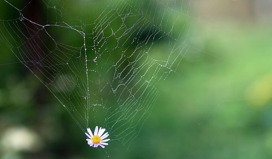 seletiva, fotografia de foco, abaixar, aranha, web, foco seletivo, fotografia, teia de aranha, flor, viciado