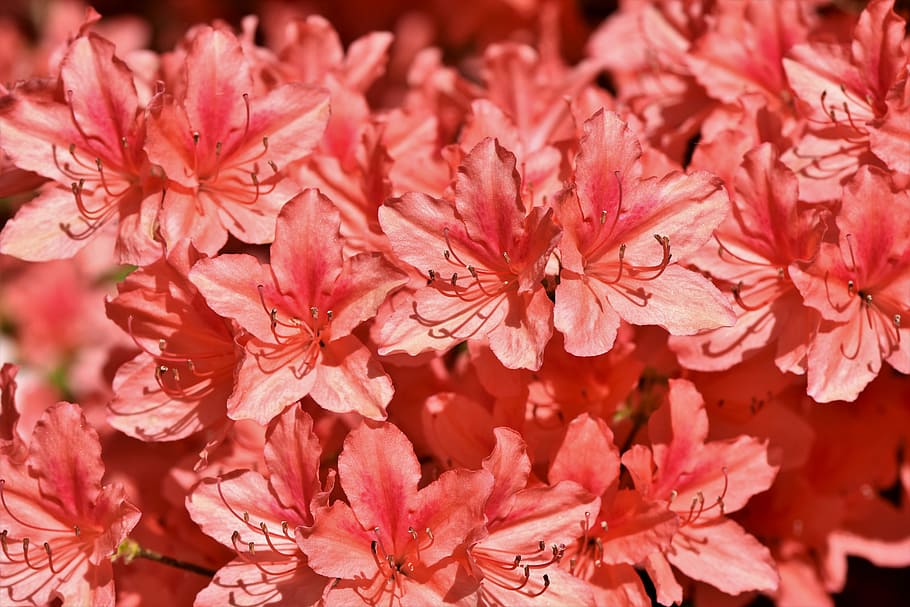 close-up photo, pink, 5-petaled, 5- petaled flowers, rhododendron, rhododendron buds, rhododendron flower, pink rhododendron, bud, blossom