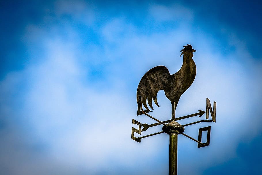 cock, roof, sol, sunny, place, rural, animal, weather vane, animal themes, chicken - bird