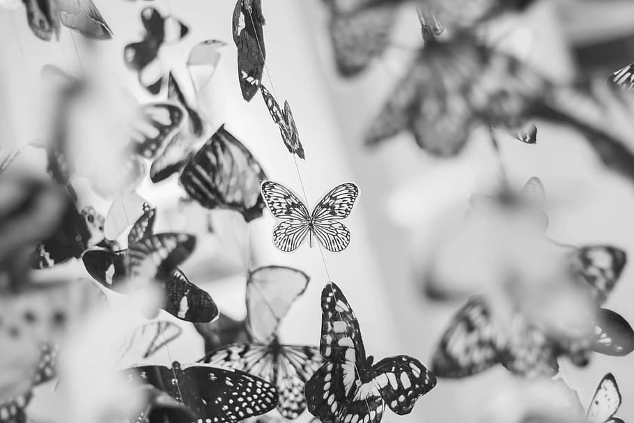 greyscale photo, butterfly, hanging, decors, gray, scale, assorted, butterflies, wings, black and white