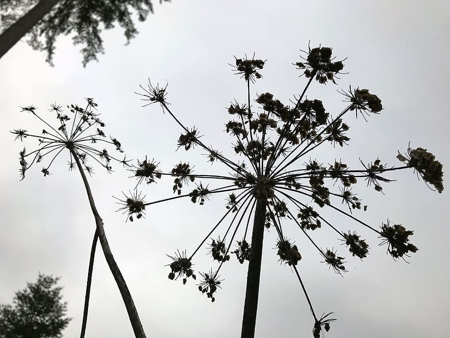 植物 シルエット 黒と白 影絵芝居 雪 空 木 低角度のビュー 成長 自然 Pxfuel