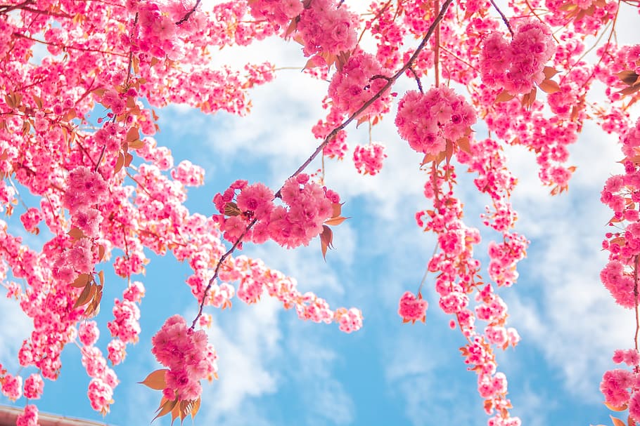 ピンク 桜 花 木 春 キルチの花 自然 春の花 閉じる 植物 Pxfuel