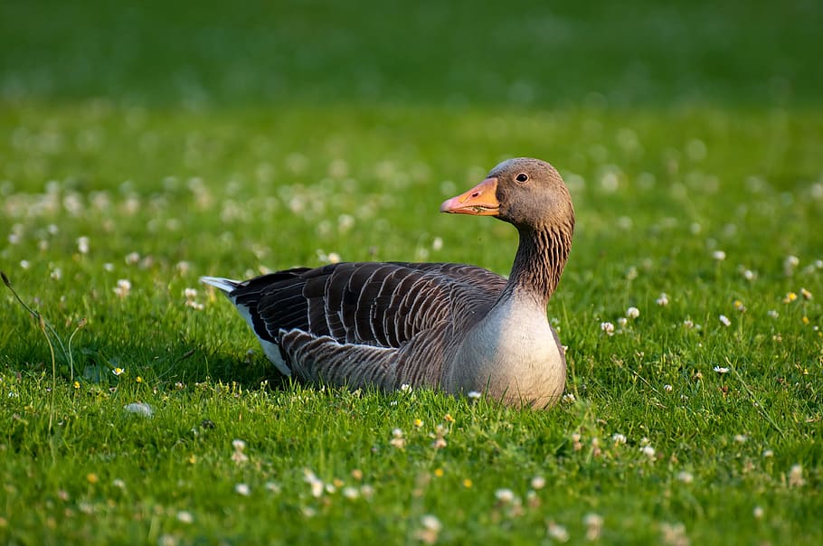 black, duck, green, grassfield, greylag goose, goose, anser anser, field goose, anser, duck bird