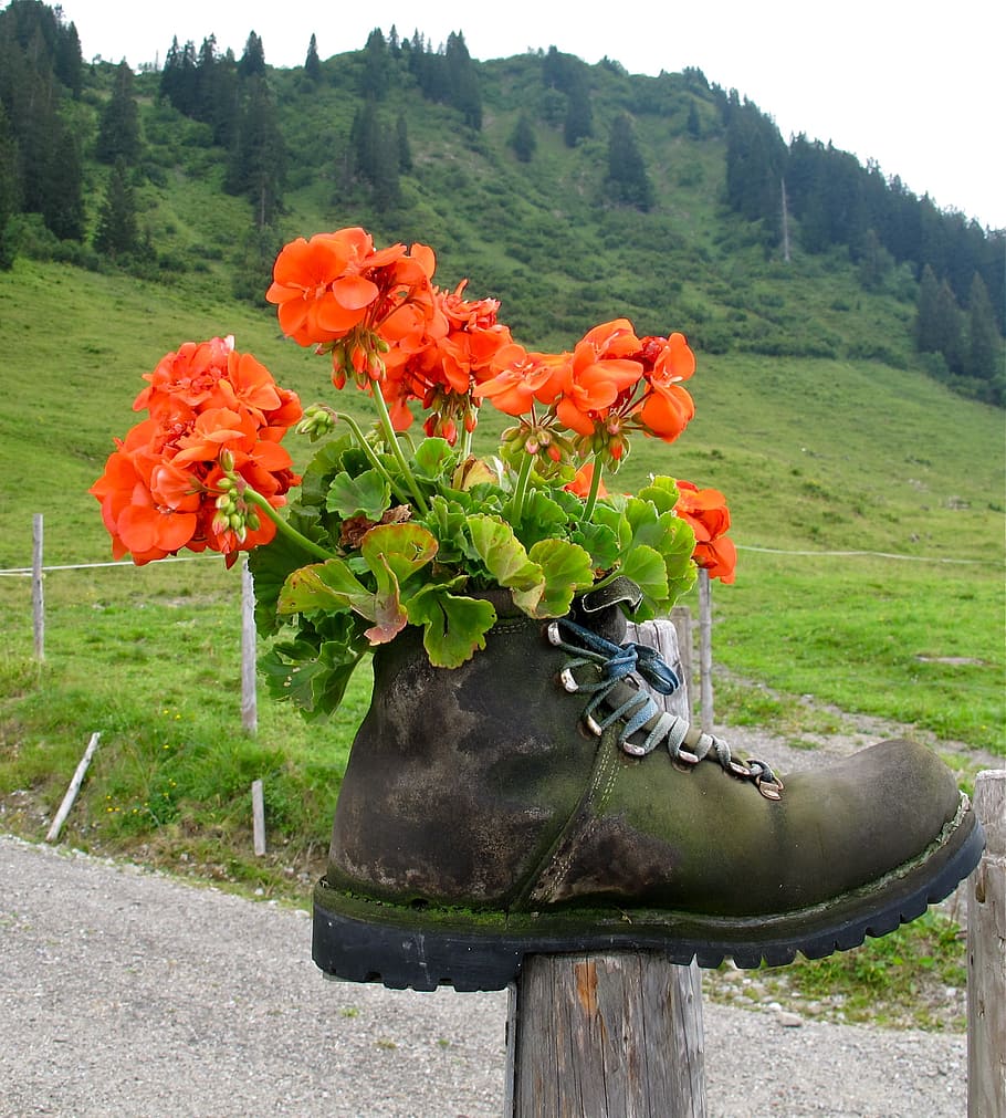 orange, flowers, placed, brown, leather boot, hiking shoes, shoe, mountain shoe, geranium, mountains