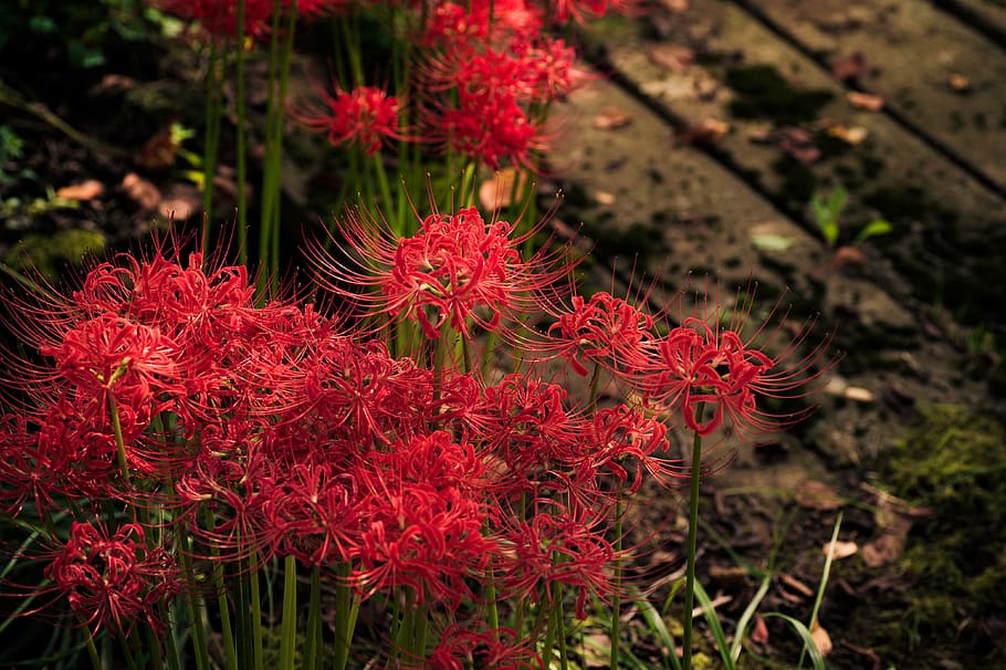 red, petaled flowers, bloom, plant, flowers, japan, k, spider lily, amaryllis, autumn