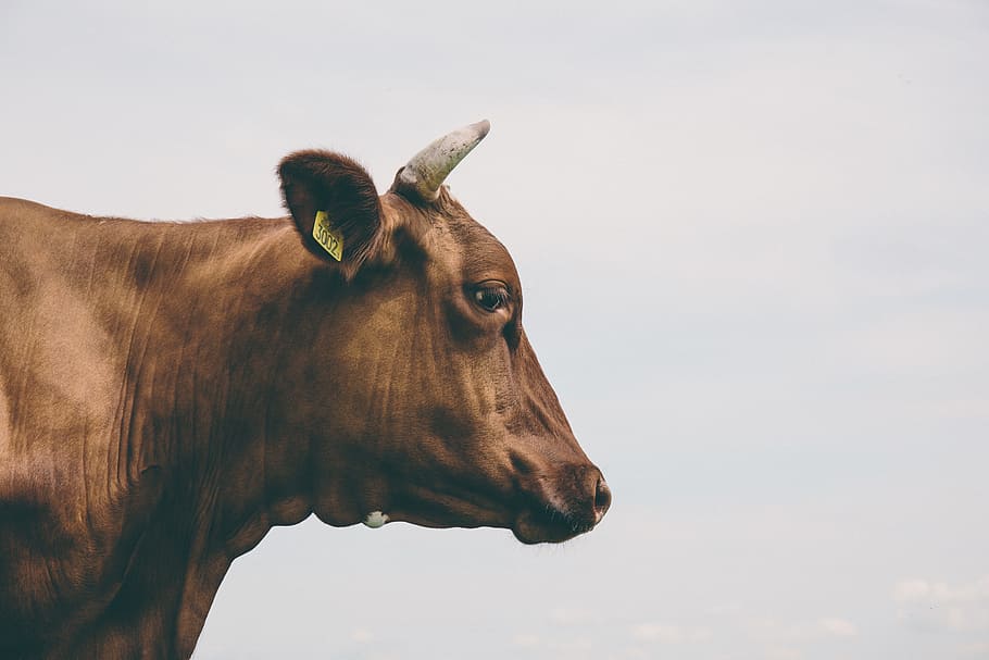 brown, cow, Side View, Brown Cow, side, view, animals, animal, nature, mammal