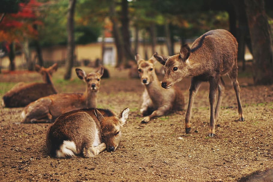 deer, animal, wildlife, tree, plant, nature, outdoor, blur, group of animals, animal themes