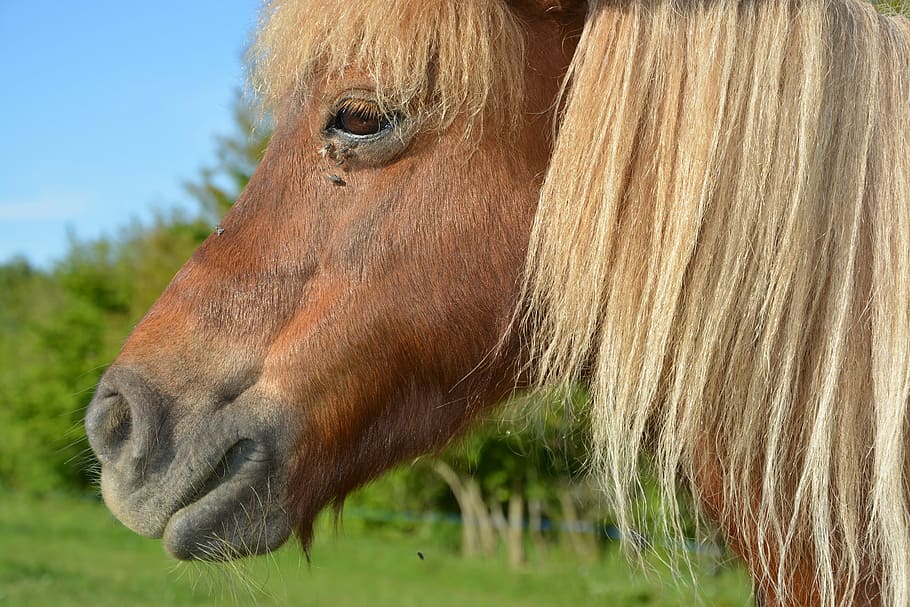 pony, shetland pony, portrait profile pony, mane washed, small horse, horseback riding, mane, nature, animal, nice
