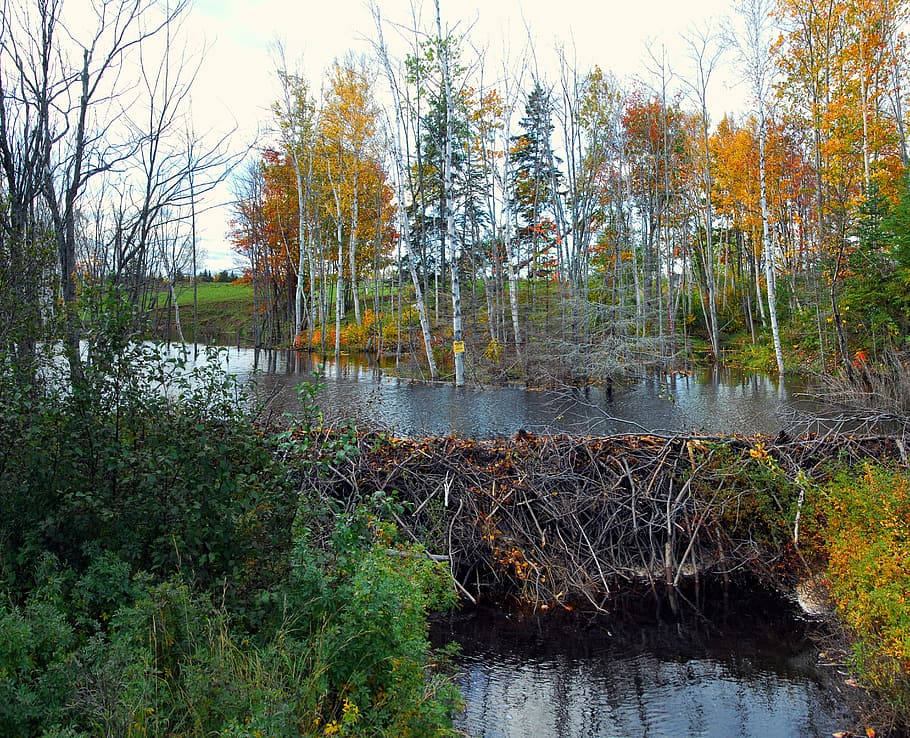 beaver, dam, nature, water, castor, branches, color, fall, autumn, new brunswick