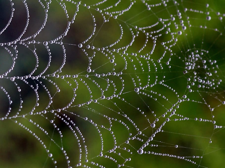 macro photography, spider web, dews, drops, dew, place, nature, close-up, fragility, drop