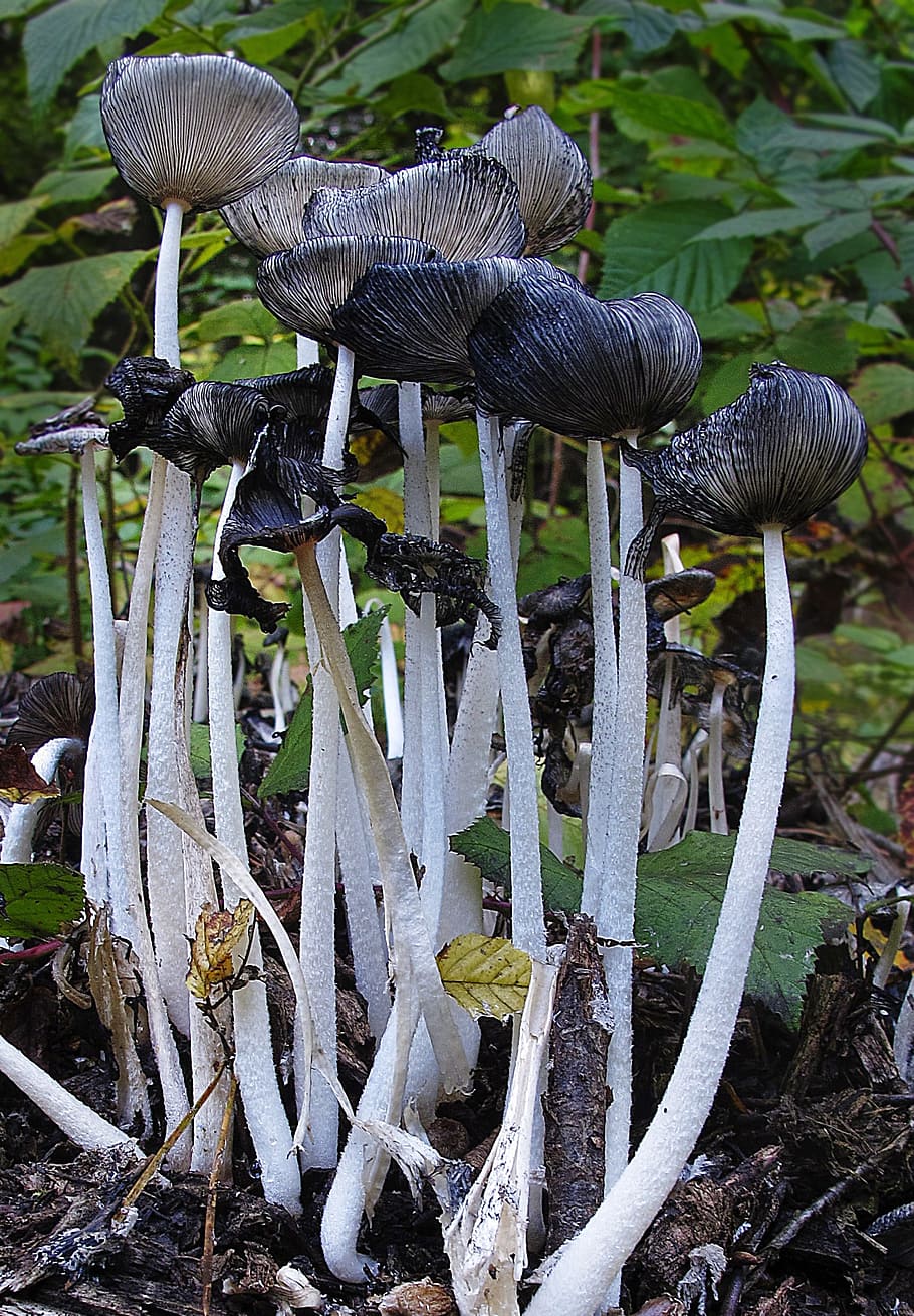 mushrooms, lamellar, mushroom group, disc fungus, forest floor, close, forest plant, forest mushroom, mushroom, forest
