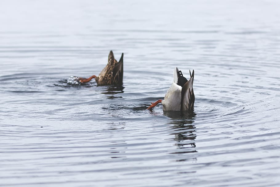 two, gray, brown, bird, swimming, water, birds, diving, body, catching