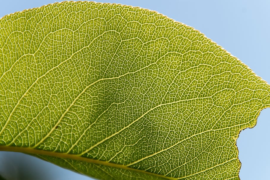 leaf, nashi pear, asian pear, pyrus pyrifolia, tree, spring, green color, plant part, close-up, plant