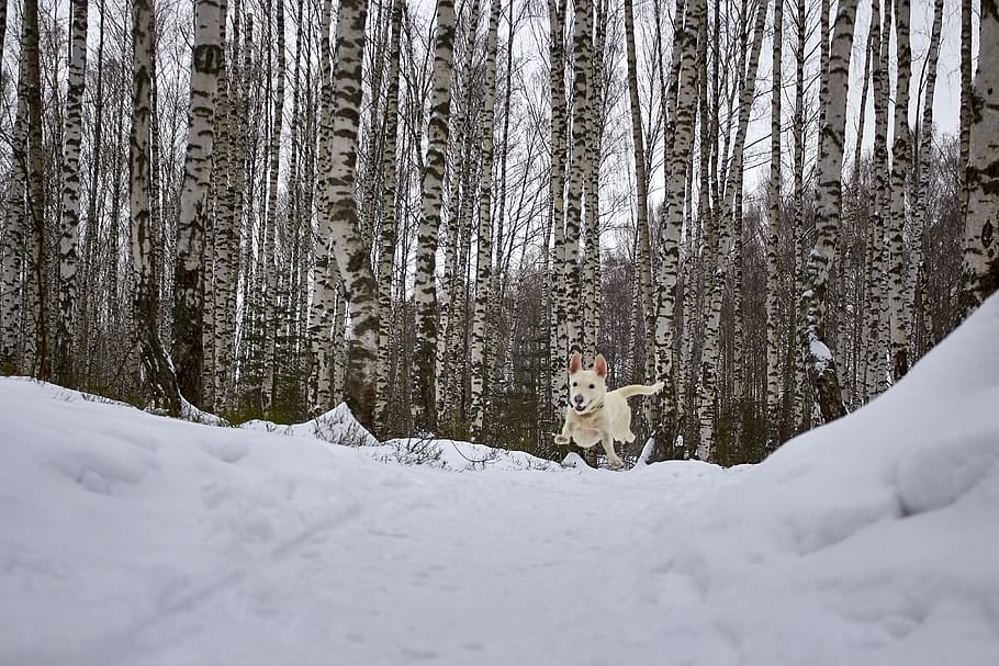 Levitation, short-coated, dog, jumping, snowfield, surrounded, trees, daytime, snow, mammal