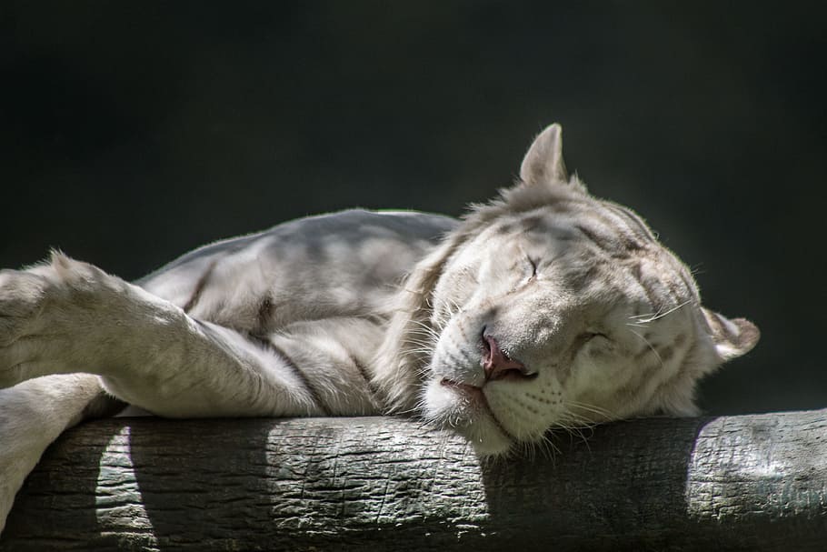 白虎, 睡眠, 動物園, 動物, 虎, 猫, 野生, 眠っている, 毛皮, 捕食者