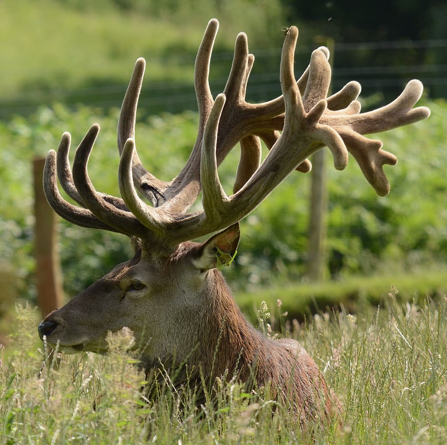 stag, antlers, deer, animal, wildlife, mammal, nature, buck, male, grass