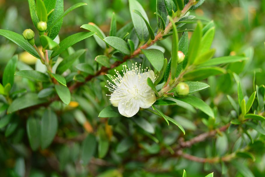 myrtle, common, culinary, flower, myrtus communis, delicate, small, white, nature, plant
