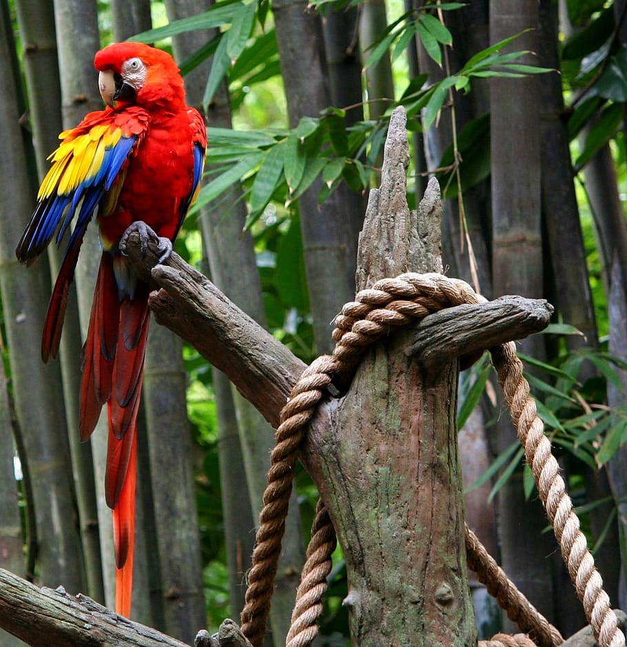 rojo, amarillo, perca de loro, rama de árbol, guacamayo rojo, loro, pájaro tropical, plumas, brillante, colorido