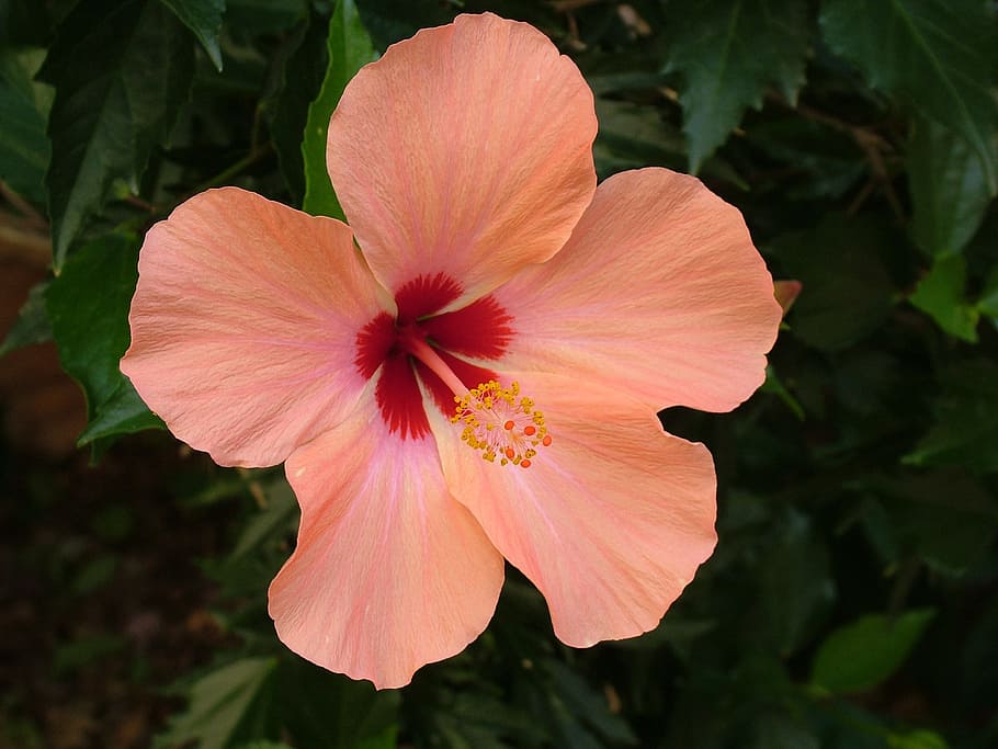 peach hibiscus flower, closeup, photography, plant, blossom, bloom, hibiscus, flowering plant, petal, fragility
