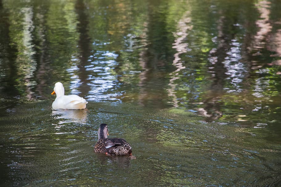 アヒル 公園 水鳥 水泳 マガモ アヒルの鳥 動物 自然 春 ゲルの前 Pxfuel