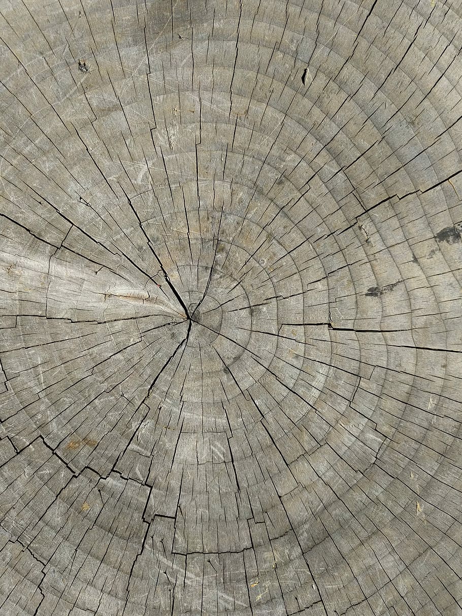 Anillos de árbol, madera, tocón, madera - Material, fondos, patrón, texturado, naturaleza, círculo, marrón