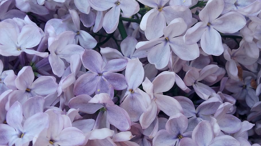 without, lilac, may, flowering, violet, spring, lila, lilacs in the garden, blooming, full frame