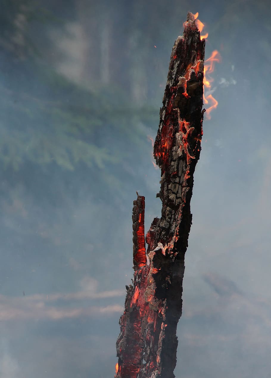 Api Hutan, Api, Pembakaran, membakar, membakar untuk konservasi, panas, asap, abu, hutan, swedia