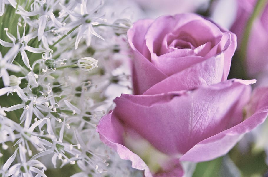 rosa púrpura, rosa, lila, rosas, flores, flores de rosa, flor, macro, amor,  encantadora | Pxfuel