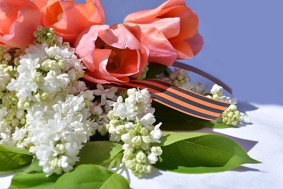 victory day, ribbon of saint george, russia, holiday, may 9, flower, flowering plant, plant, beauty in nature, freshness