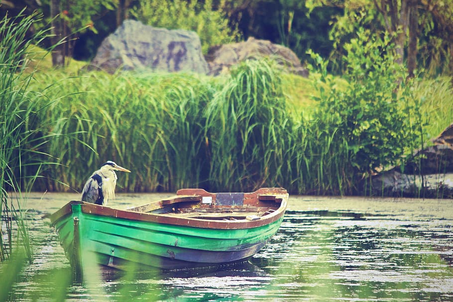 grande, azul, percha, verde, marrón, bote de remos, claro, cuerpo, agua, canoa