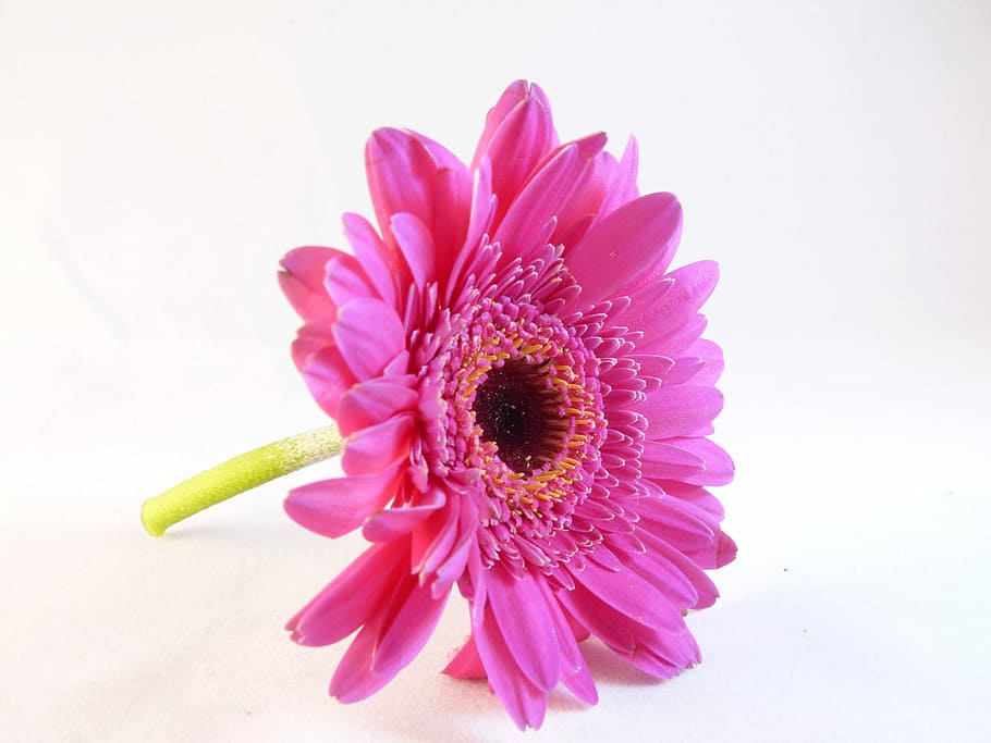 花 植物 マクロ 白 ピンク 素敵な美しい ガーベラデイジー ピンク色 自然 デイジー Pxfuel