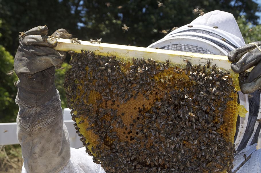 ハニカム, 蜂蜜, ミツバチ, 蜂蜜の瓶, 蜂, 昆虫, 販売のための蜂蜜, 養蜂家, 養蜂, 女王蜂