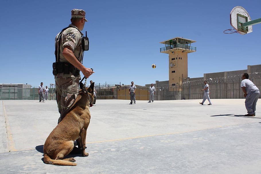 soldier, belgian malinois, watching, prisoners, inside, prison, clear, sky, dog, police