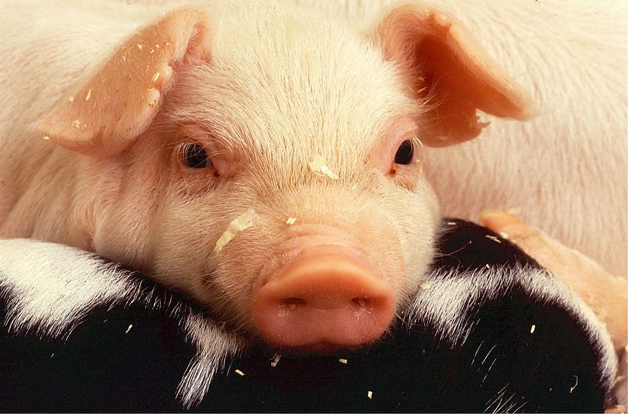 ピンクの豚, 子豚, 豚, 農場, 農業, 鼻水, 哺乳類, 家畜, 鼻, 脂肪