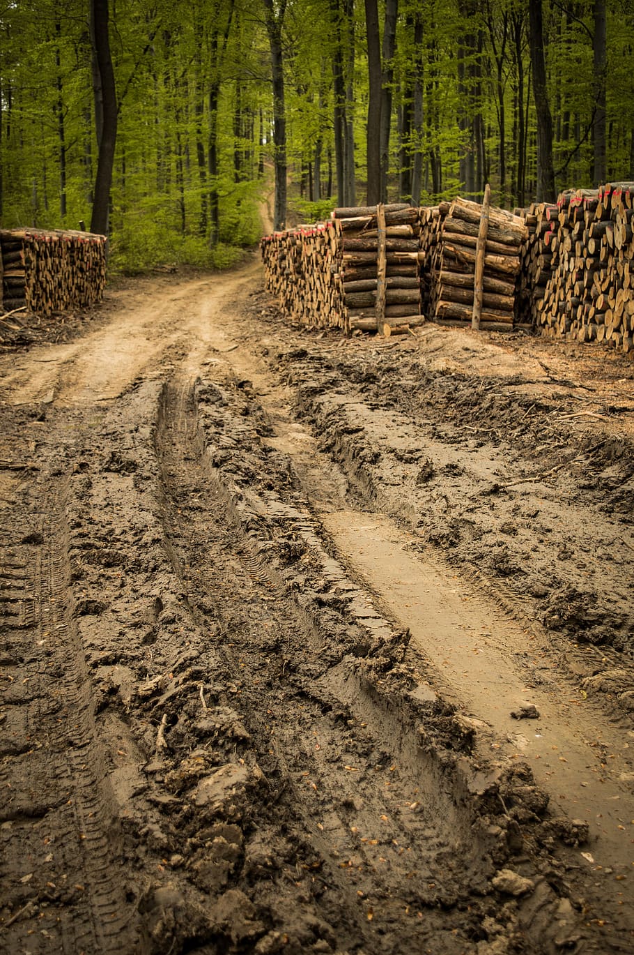 soil, nature, outdoors, wood, tree, wood pile, forest, land, log, dirt road