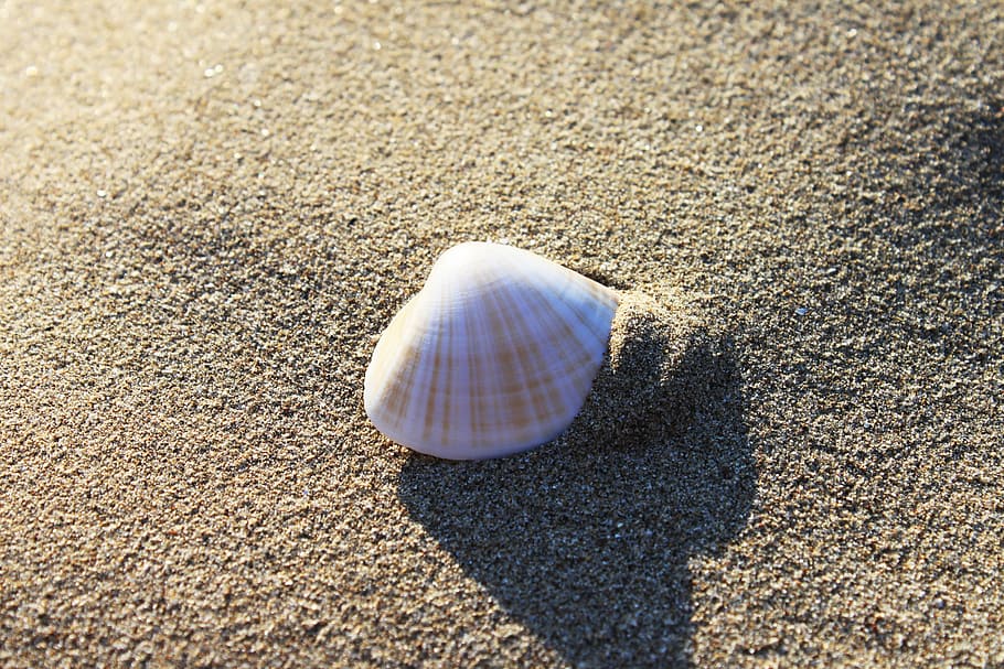 white, seashell, sand, beach, seashore, shell, land, animal shell, nature, sunlight