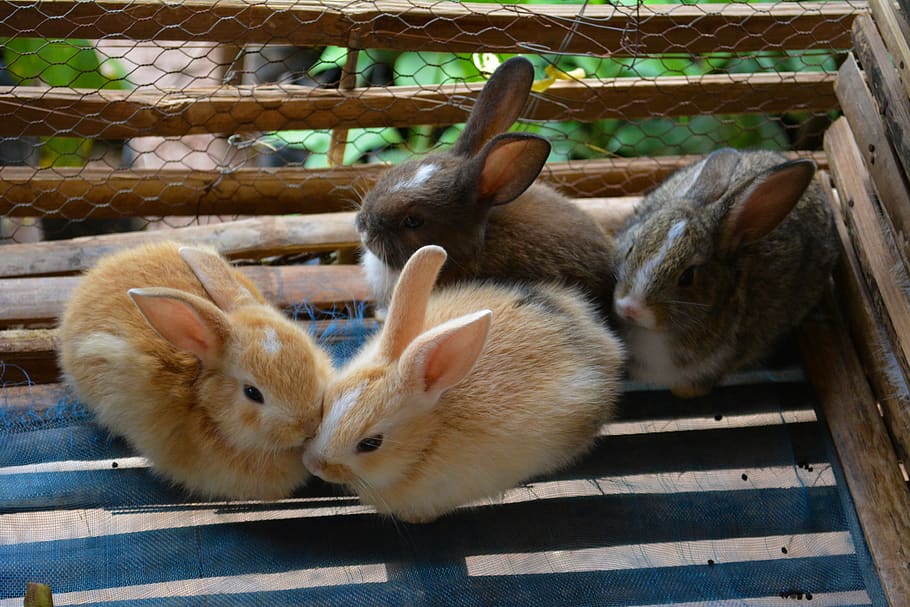rabbit, cage, animal, pet, cute, domestic, shy, nature, white, furry