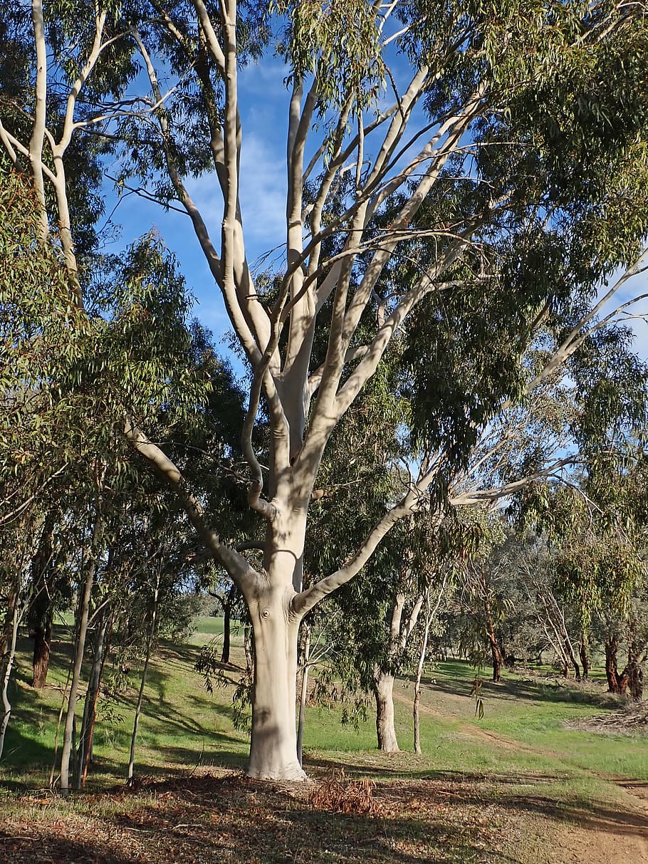árbol, australiano, goma, nativo, eucalipto, bosque, naturaleza, planta, tronco de árbol, tronco