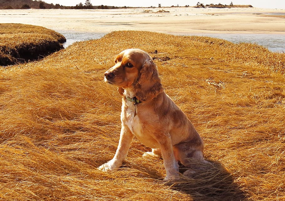 adult, tan, cocker spaniel, sitting, brown, grass, daytime, dog, beach, cape cod