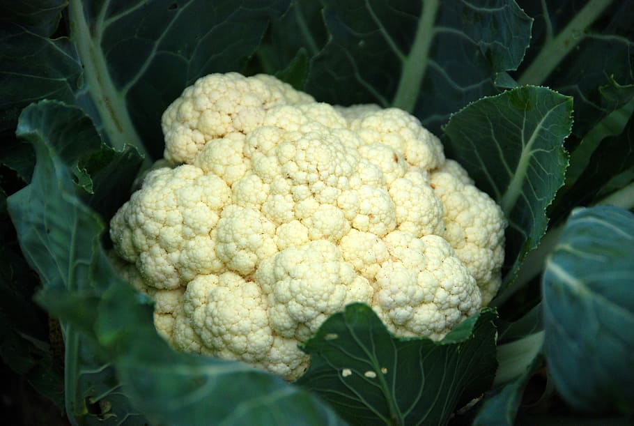 close-up photo, cauliflower, vegetable, healthy, food, fresh, vegetarian, green, organic, nutrition