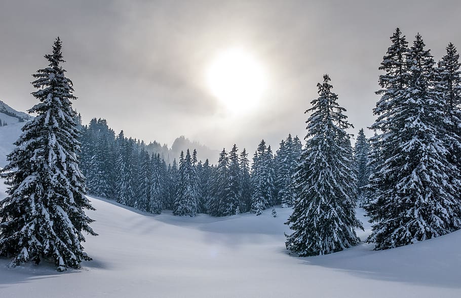 winter, mountains, snow, landscape, nature, alpine, scenic, switzerland, trees, firs