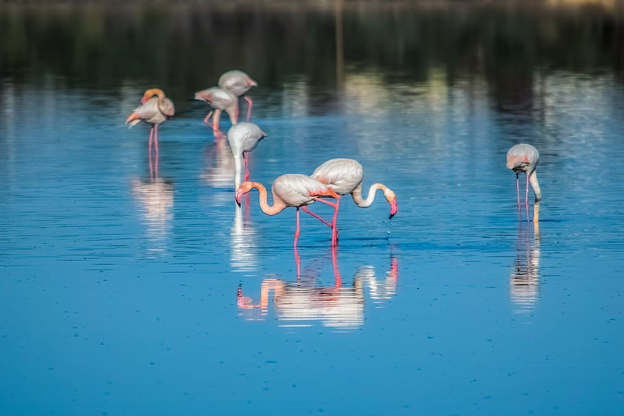 water, reflection, lake, nature, outdoors, pool, flamingo, wildlife, bird, beautiful