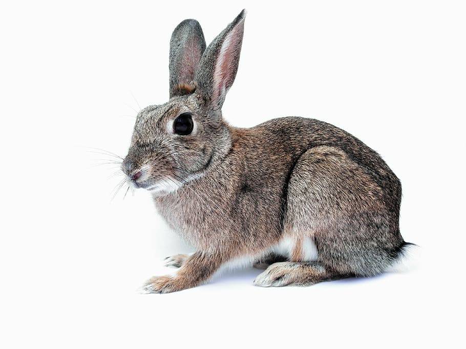 brown, hare, white, surface, rabbit, bunny, pet, cute, isolated, background