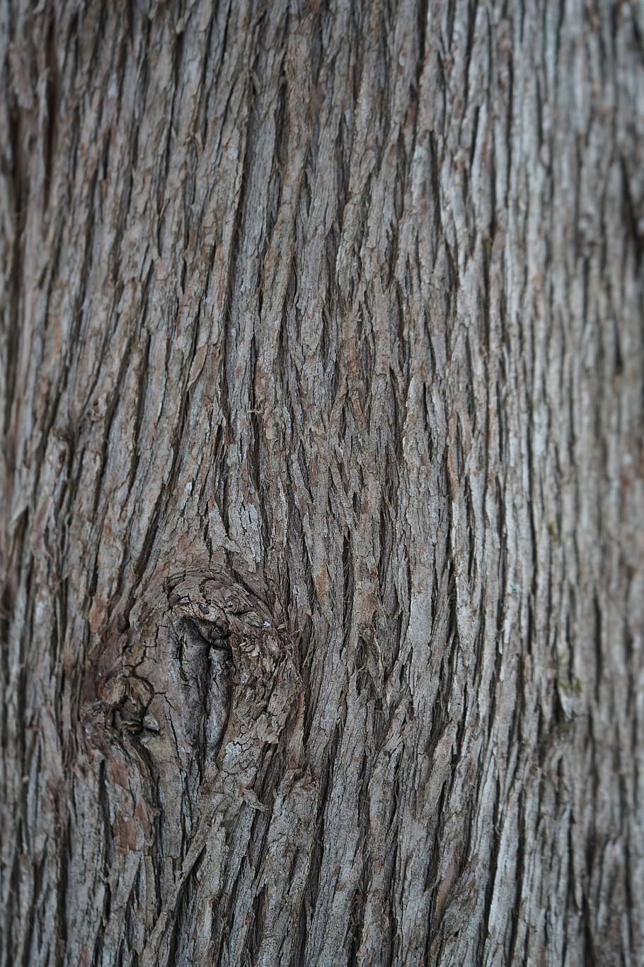 cedar, bark, wood, tree, background, trunk, nature, branch, plant, natural
