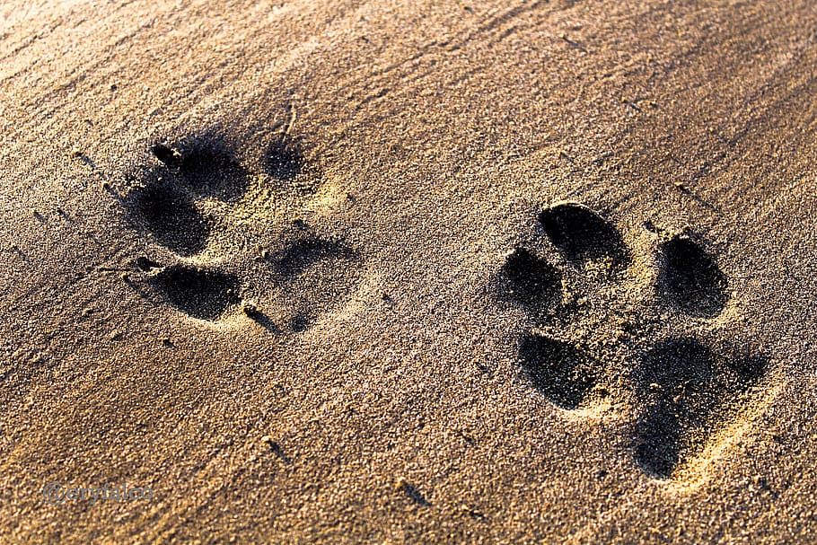 dogs, footprints, sand, beach, footprint, holiday, tropical, nature, beautiful, relaxation
