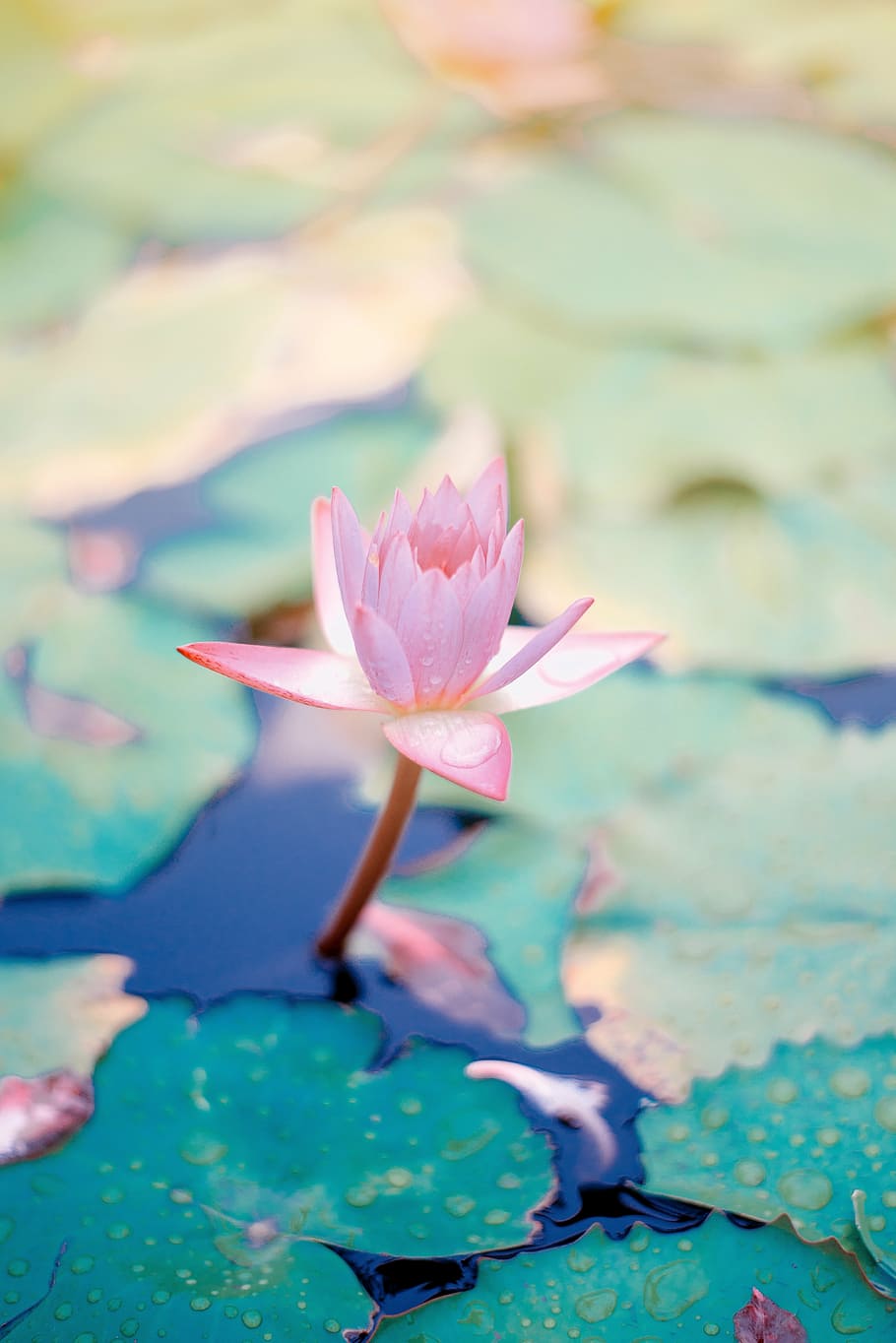 select, focus photography, water lily, flower, pink, petal, bloom, garden, plant, nature